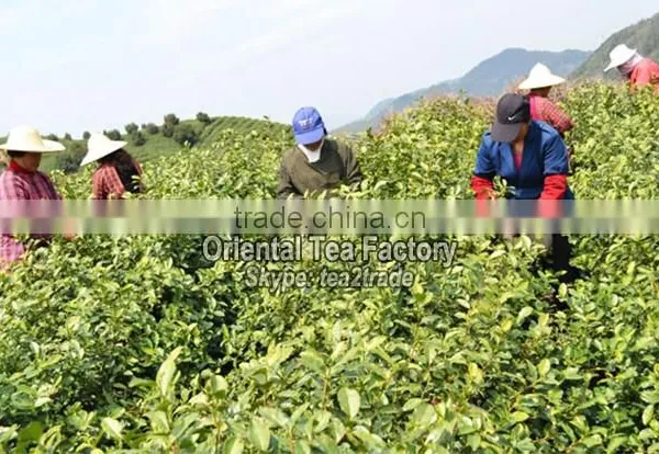 Chinese Wholesale Usda Organic Green Tea Powder Better Than Matcha Japan photo-3