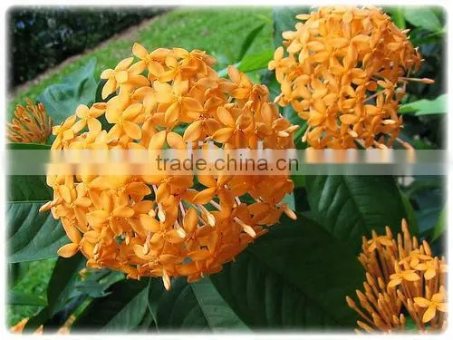 Ixora Coccinea, Flame of the Wood, Jungle Flame