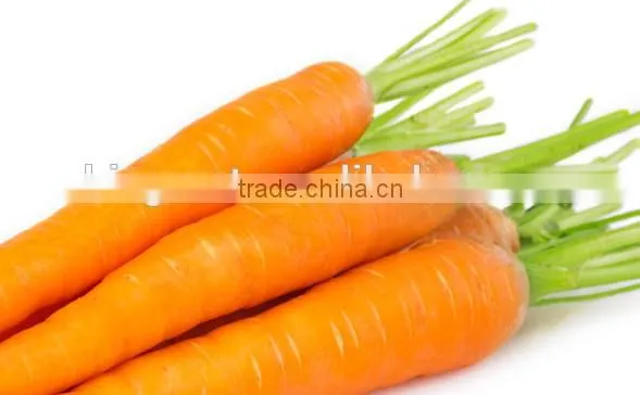 Supply Fresh Carrot With Good Quality for Sale photo-2