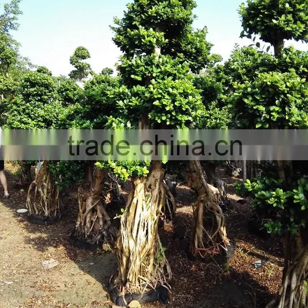 Woody Plants Big Banyan Tree for Garden Decoration photo-3