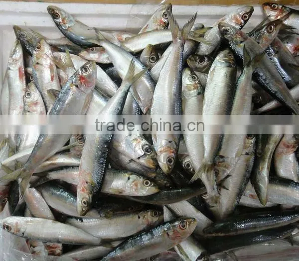 Sardine