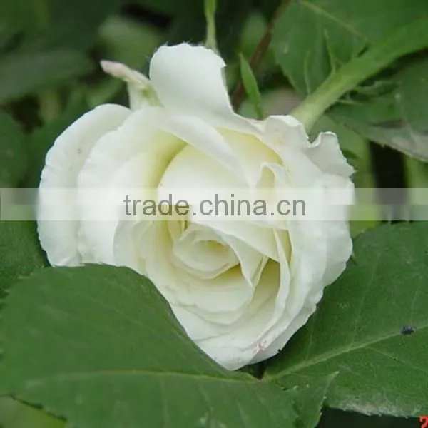 Fresh Cut Flowers Suppliers White Rose Flowers photo-3