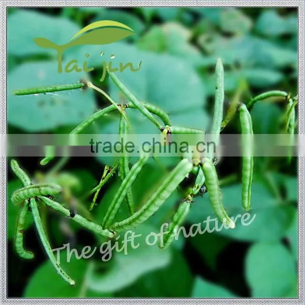 2015 Chinese New Crop Green Mung Bean,Green Mung Bean Seed photo-3