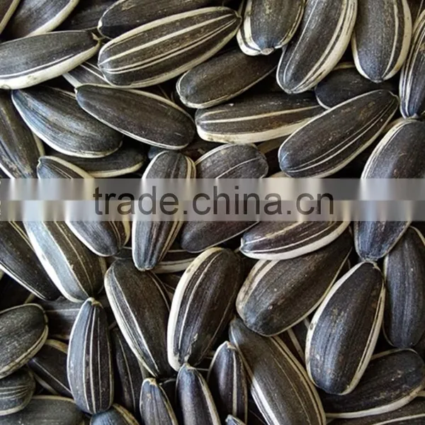 Lowest Factory Price Sunflower Seeds for Sale photo-5