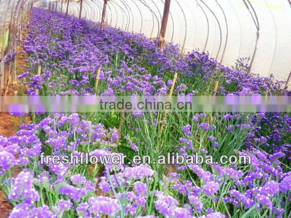 High Grade Fresh Cut Myosotis Sylvatica Flowers photo-4
