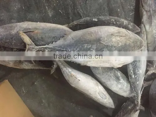 2016 High Quality Frozen Bonito Tuna 200g-300g photo-3