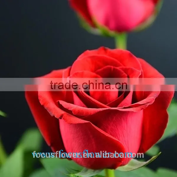 High Quality Ecuadorian Roses Export Fresh Cut Rose Flowers Carola Roses From Kunming photo-6
