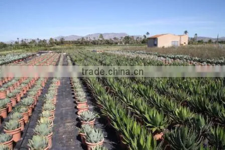 Agave Havardiana "Havard Agave" in 8 Liters Pot photo-3