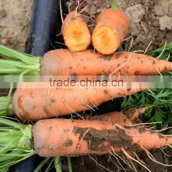 Wholesale Baby Carrots With Good Price photo-6
