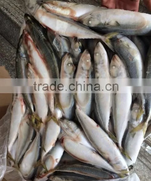 Landing Frozen Size 6 - 8 Pcs / kg Frozen Scomber Scomb photo-2