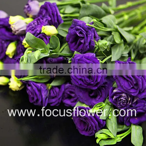 Wide Varieties Fresh Cut Flower Color Lisianthus Purple Lisianthus Flowers From Yunnan, China photo-2