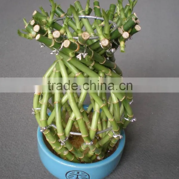 Vase Shape Lucky Bamboo Air Bonsai Tree Dracaena Sanderiana Indoor Ornamental Aquatic Water Plants Nursery Garden Decoration photo-4