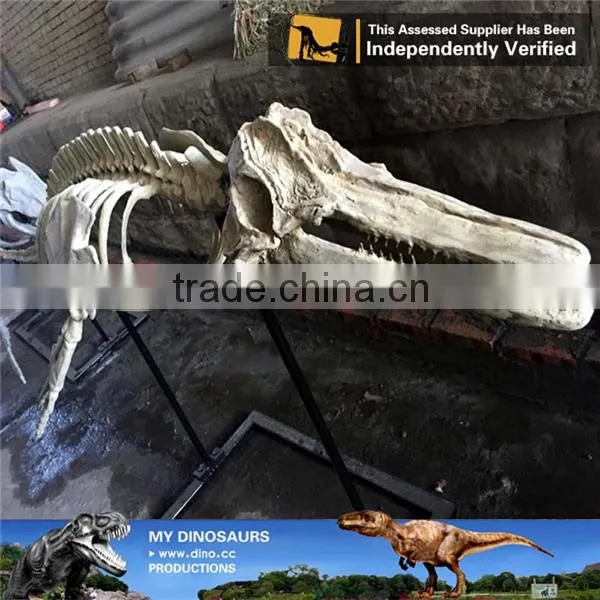 MY Dino-C083 Customized Dolphin Skeleton Replica photo-5