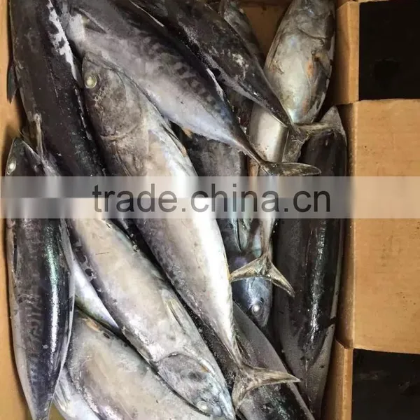 2016 High Quality 400-700g of Frozen Whole Round Bonito for Sale photo-3