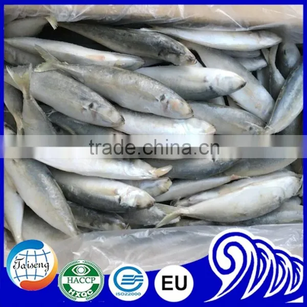 New Arrival Good Quality Frozen Horse Mackerel Fish photo-3