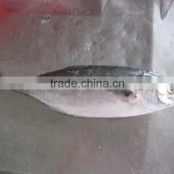 FROZEN HORSE MACKEREL WHOLE ROUND photo-5