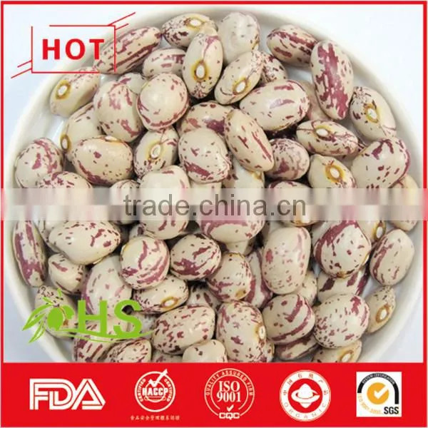 Light Coloured Speckled Kidney Beans With Great Quality photo-4