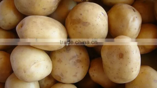 Top Graded Potato From Pakistan