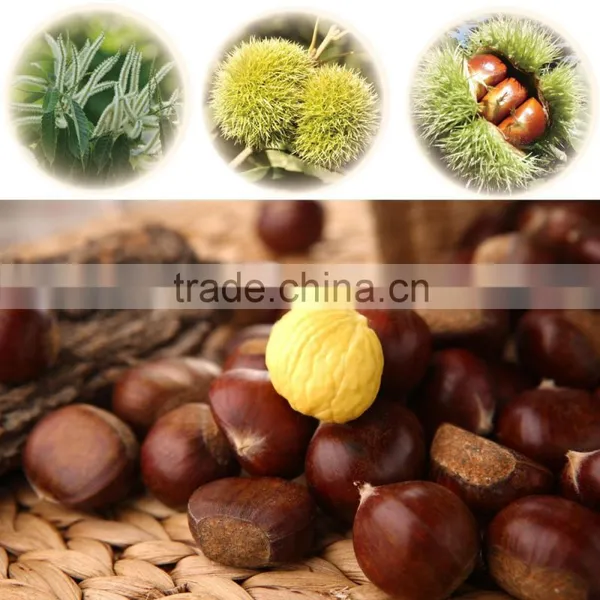 New Crop Fresh Shandong Chestnuts photo-2