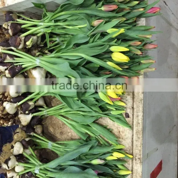 Fresh Cut Tulips Flowers photo-3
