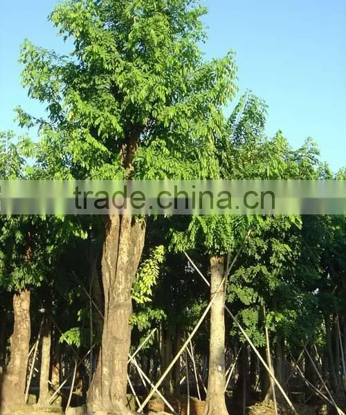 Cassia Fistula Tree photo-3