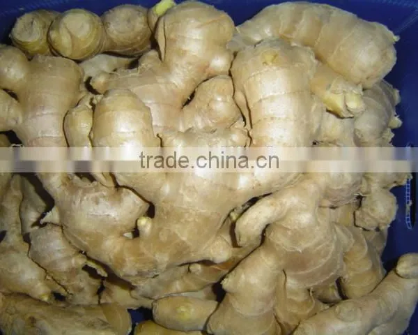 Fresh Mature Fat Ginger photo-6
