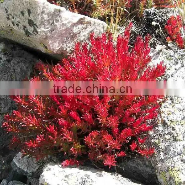Rhodiola Rosea Root Extract Powder photo-3