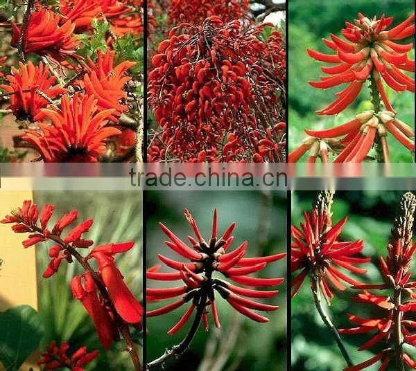 Erythrina Variegata Flower