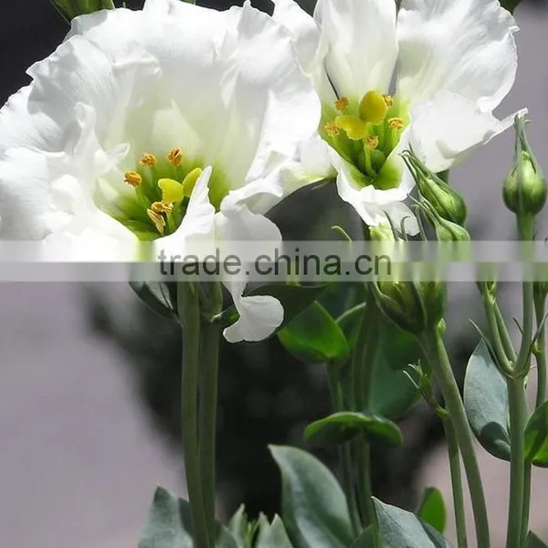 Colorful New Arriving Varieties of Fresh Cut Flower Eustoma photo-3