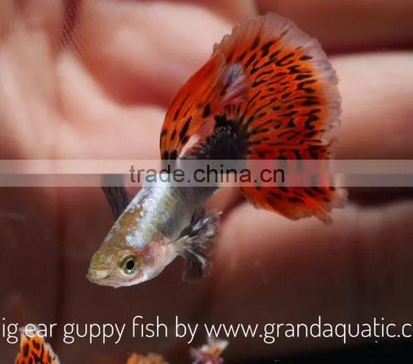 Big Ear Guppy for Freshwater Aquarium Fish Export Company From Thailand photo-2