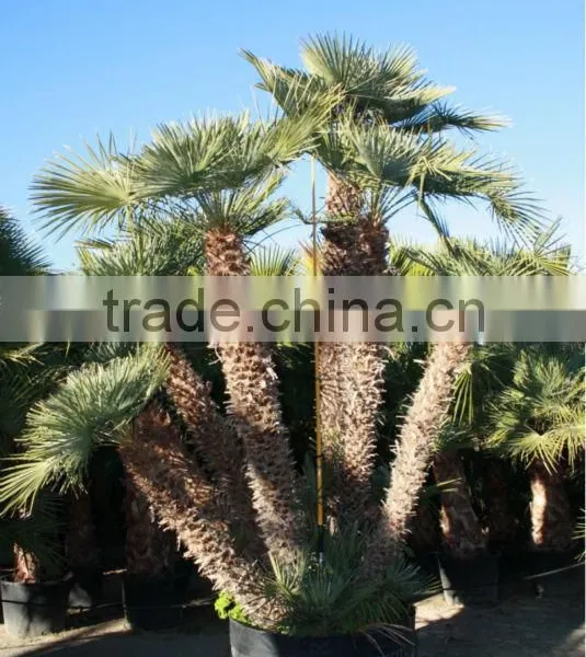 Chamaerops Humilis photo-6