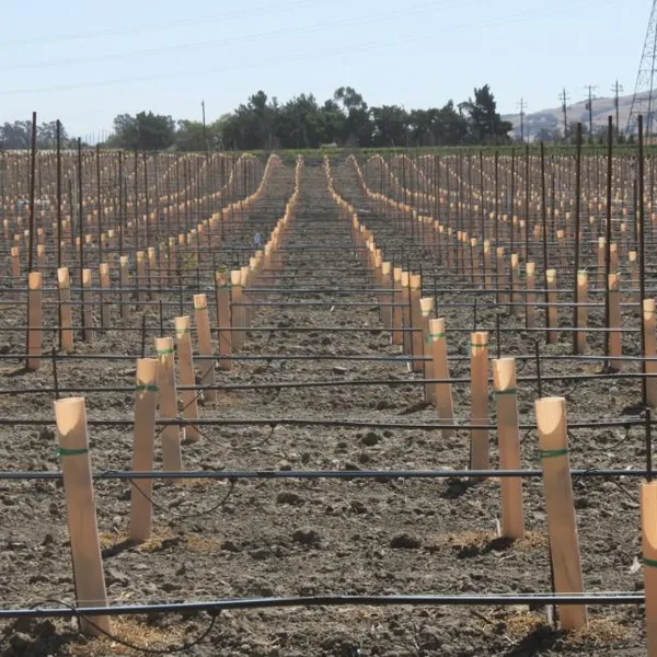 Tree Guard of UV Treated PP Plastic Correx Sapling Tree Guard/Tree Set/Tree Shelters Sheet photo-5