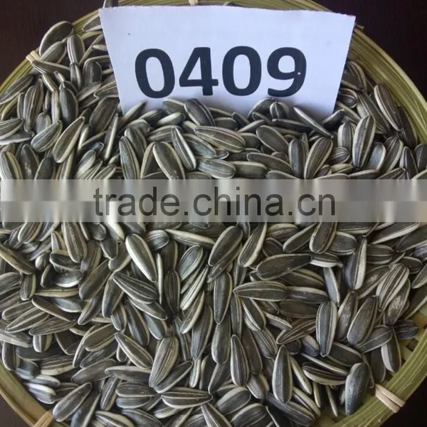 Export American Type Sunflower Seeds photo-3