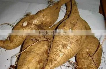 High Efficiency Puerarin Dicing Machine,Puerarin Cutting Machine,Puerarin Cutter Machine photo-4