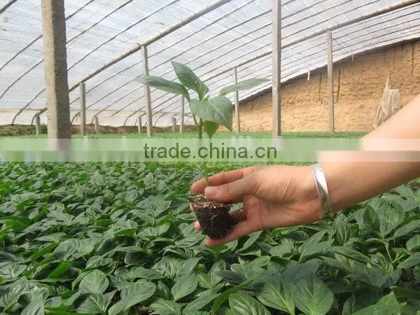 New Coming Hot Sale 353 Rice Seeding Tray for Planting photo-5