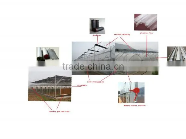 Multi-span Tunnelgreenhouse for Vagetable photo-4