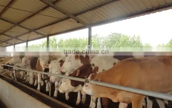 250mm PE Film Covered Single-Span Greenhouse For Cow/Pig Growing photo-4