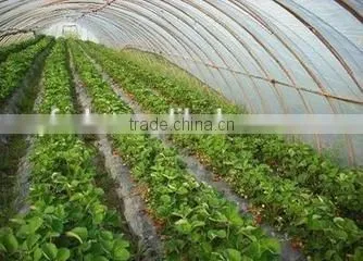 Tunnel Greenhouse Film Cover Low Cost Agricultural Farm Steel Frame Comercial Green House Single Span photo-3