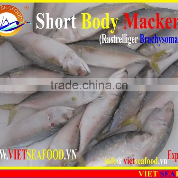 FROZEN SHORT BODY MACKEREL WHOLE ROUND photo-5