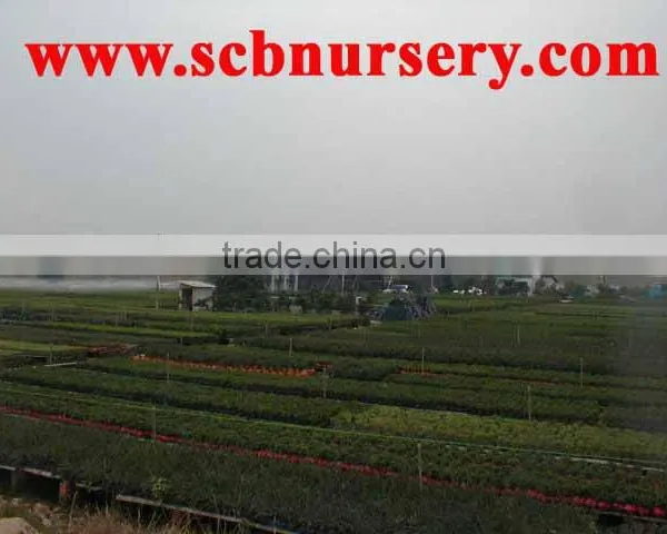 Bonsai Nursery Plant Supplier From China photo-3