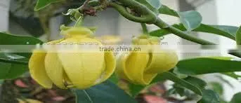 Ylang Ylang Oil photo-3