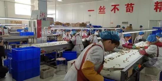 China Aaaa Cheap Quality Walnut Kernel photo-2