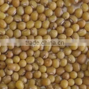 Yellow Mung Bean photo-2