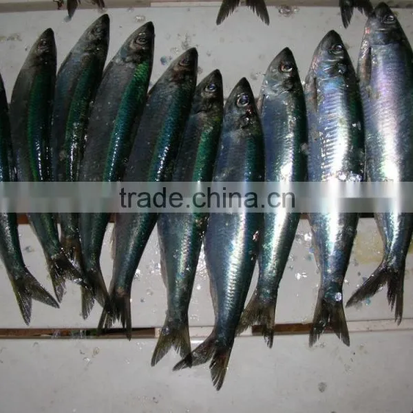 WR Frozn Atlantic Herring photo-3
