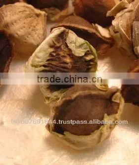 Moringa Seeds PKM1