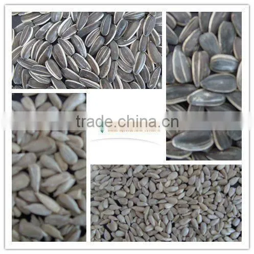 Wholesale Sunflower Seeds 5009 for Human Consumption photo-3