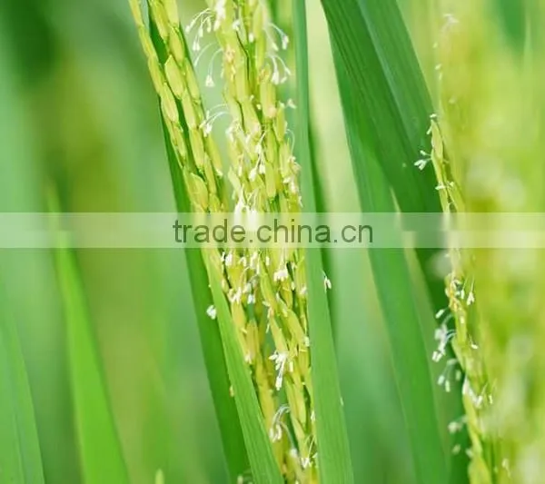 VIETNAM WHITE RICE LONG GRAIN 5% BROKEN