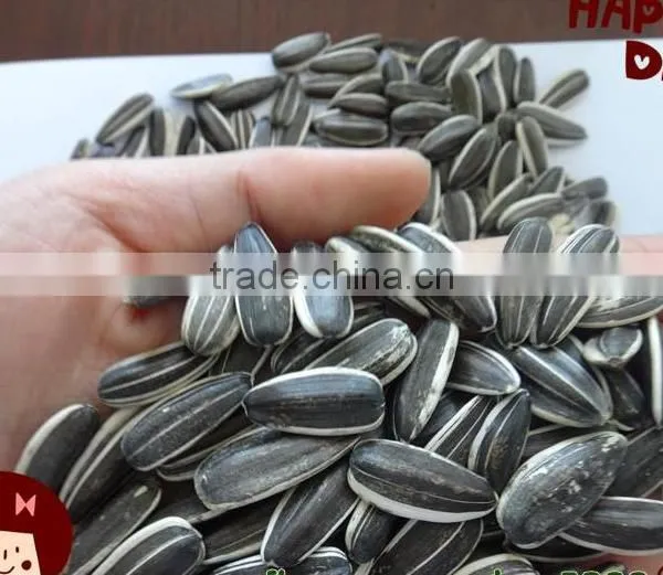The Lowest Price Of Sunflower Seeds 5009 With High Quality photo-2
