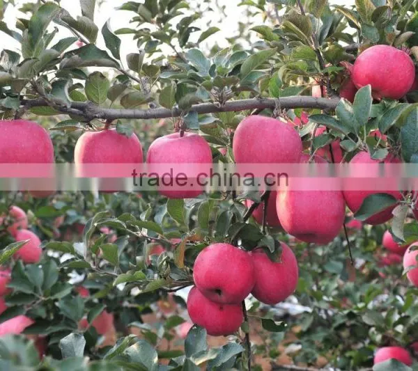 175# Fresh Fuji Apple photo-3