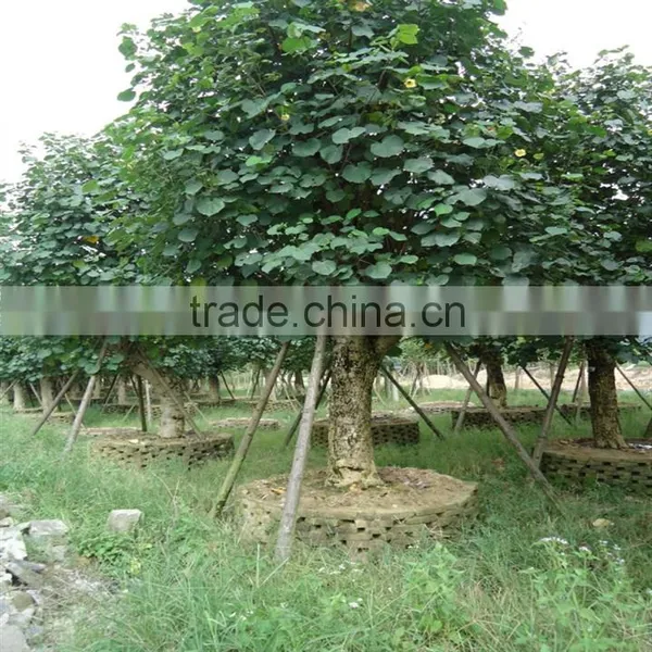 Hibiscus Tiliaceus L. photo-6